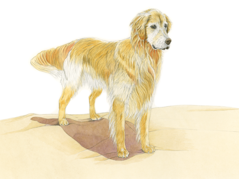 Immagine corso ILLUSTRAZIONE NATURALISTICA AD ACQUERELLO