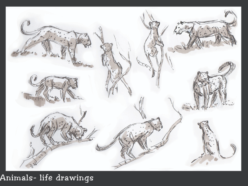 Immagine corso Anatomia Comparata 